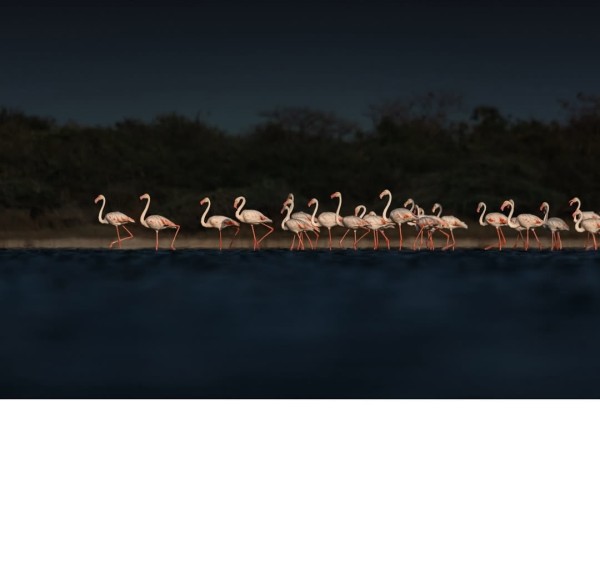 The Lesser & Greater Flamingo with Sambhar Tour🦩 (2 Day & 1 Night)