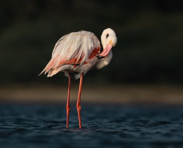 Sambhar Darshan – Birds, Salt & Wilderness (1 Day)